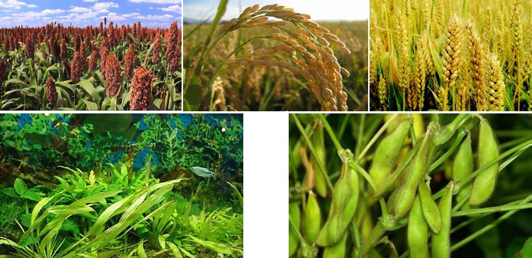 浙江鱼饲料颗；；；；晒鹤⒅厥孪