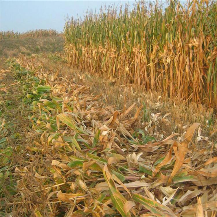 生物质颗；；；；