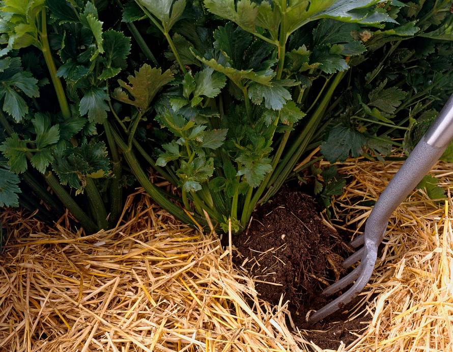 生物质颗；；；；；；；；