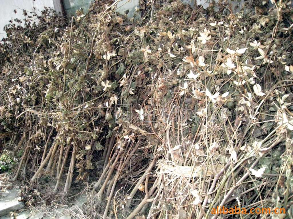 生物质颗；；；；；；；