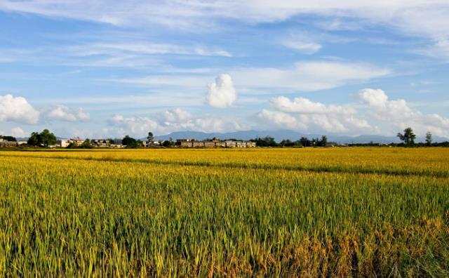 生物质颗；；；；；；；
