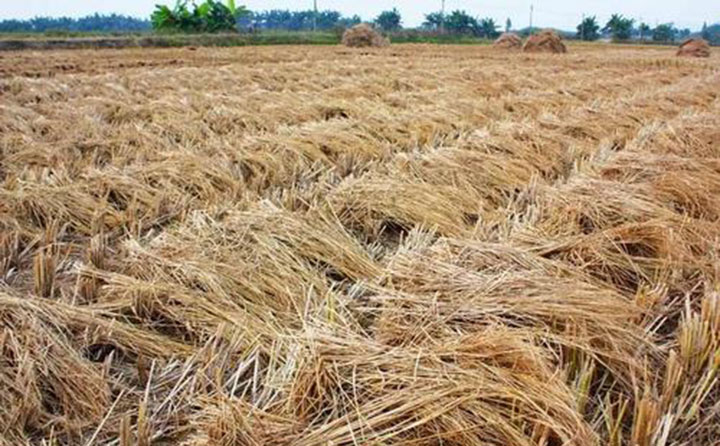 郑州秸秆颗粒唬；；；慕崭阎柿