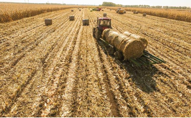 生物质颗；；；；柿