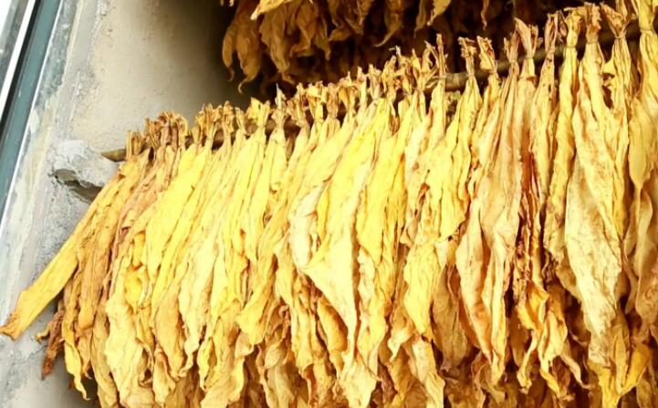 生物质颗；；；；；；；庸さ目帕？？？？？？？？狙