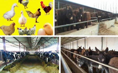 浙江鱼饲料颗；；；；；；晒鹤⒅厥孪