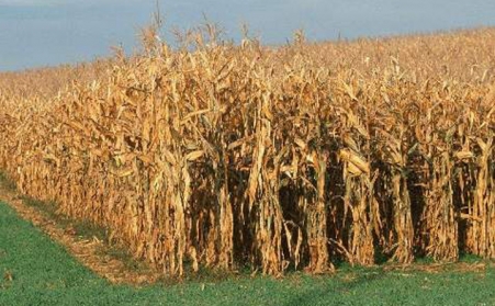 经济的生长推动秸秆颗；；；；姆浩