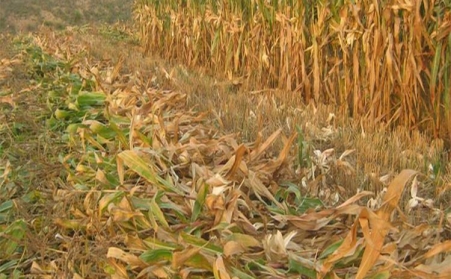 生物质颗；；；；；；；；⑽镏誓芏晕夜茉瓷ぞ哂刑厥庖庖