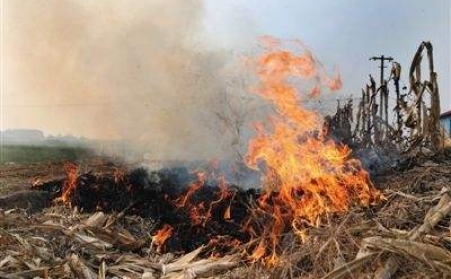 秸秆颗；；；媒崭殉膳┟裱壑小跋汊拟摹保