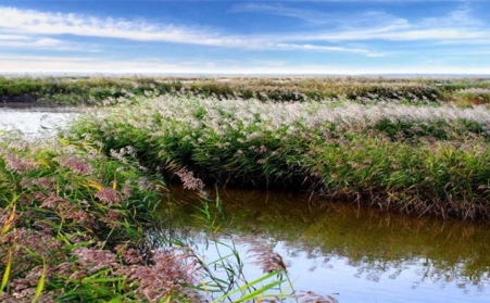 湖上开来水草整理船，，，，，，，芦苇等可作为生物质发电厂质料