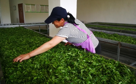 济宁茶企推广使用生物质燃料颗；；；；；；帕Ｐ氯剂,经济效益和生态效益双赢