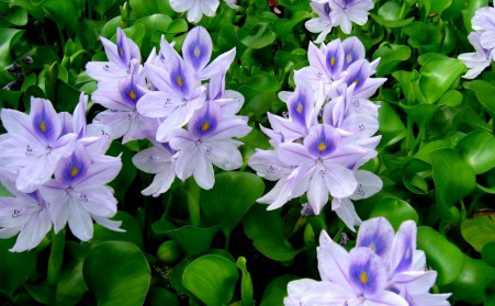 水上漂浮物水葫芦的克星---生物质颗粒；；；；；