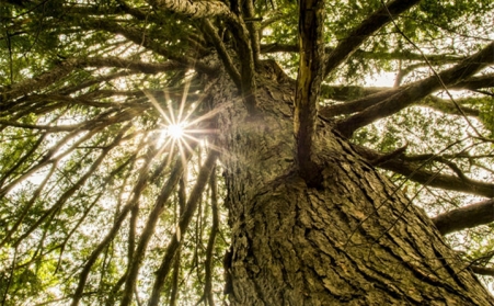 生物质颗；；；；；；，，，，，，，，主要都加工哪些质料？？？？？？？？